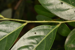 Glochidion lanceolarium