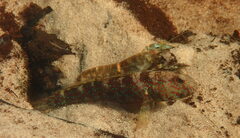 Cryptocentrus caeruleomaculatus