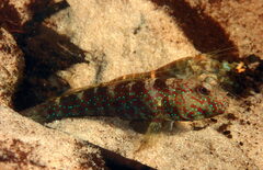 Cryptocentrus caeruleomaculatus