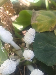 Leucocoprinus cretaceus