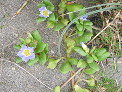 Nolana paradoxa