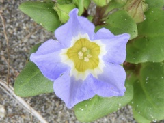 Nolana paradoxa