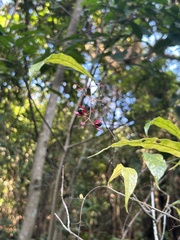 Clerodendrum laevifolium