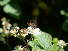 Satyrium w-album