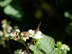 Satyrium w-album