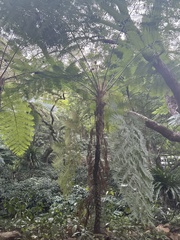 Sphaeropteris lepifera