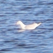 Chroicocephalus genei