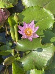 Nymphaea