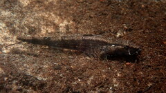 Bathygobius fuscus