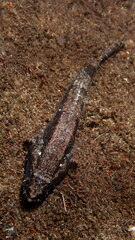 Bathygobius fuscus
