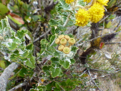 Scrobicaria ilicifolia