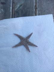 Astropecten