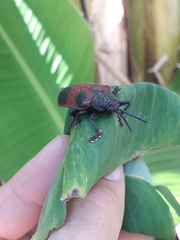 Coraliomela quadrimaculata