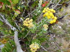 Scrobicaria ilicifolia