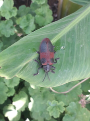 Coraliomela quadrimaculata