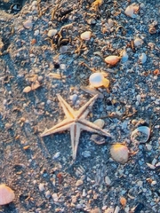 Astropecten