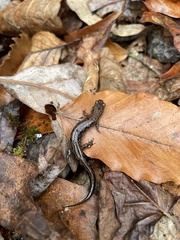 Desmognathus ocoee