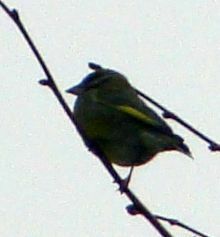 Chloris chloris