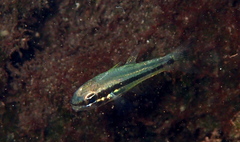 Apogoninae