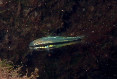 Apogoninae