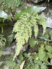 Selaginella moellendorffii