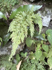 Selaginella moellendorffii