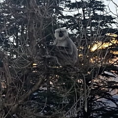 Semnopithecus schistaceus