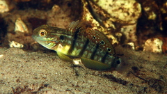 Amblygobius