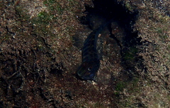 Omobranchus elongatus
