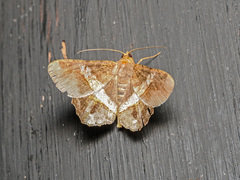 Chiasmia nora