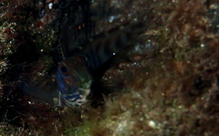 Omobranchus elongatus