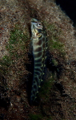 Omobranchus elongatus