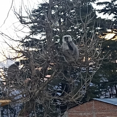 Semnopithecus schistaceus