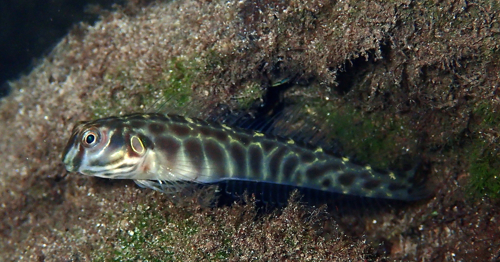 Cloister Blenny