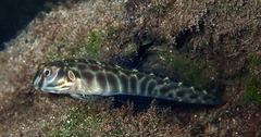 Omobranchus elongatus