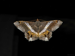 Chiasmia nora