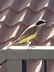 Pitangus sulphuratus