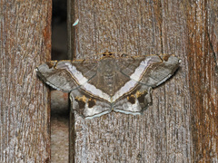 Chiasmia nora