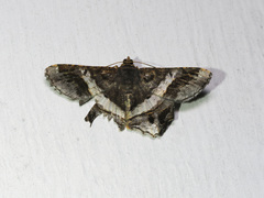 Chiasmia nora