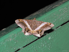 Chiasmia nora