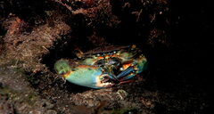 Grapsus albolineatus