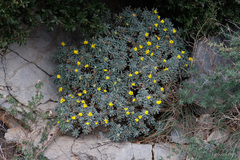 Lutzia cretica