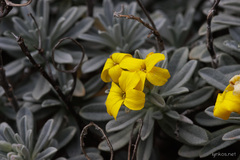 Lutzia cretica