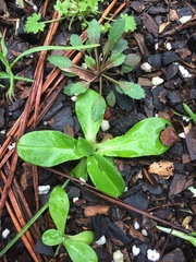 Gamochaeta americana