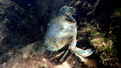 Thalamitinae