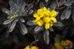 Lutzia cretica