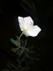 Oenothera centaurifolia