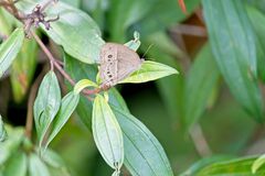 Mycalesis perseoides