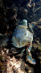 Thalamitinae