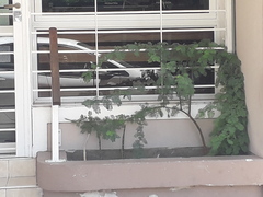 Vachellia caven